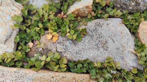 Oxalis magellanica (Oxalis magellanica)