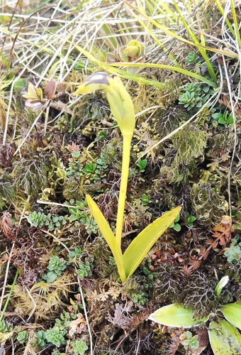 Horizontal Orchid (Waireia stenopetala)
