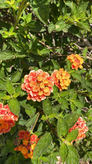 Lantana