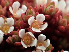 Crassula moschata