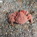 False King Crab - Photo (c) Gonzalo Bravo, some rights reserved (CC BY-NC), uploaded by Gonzalo Bravo