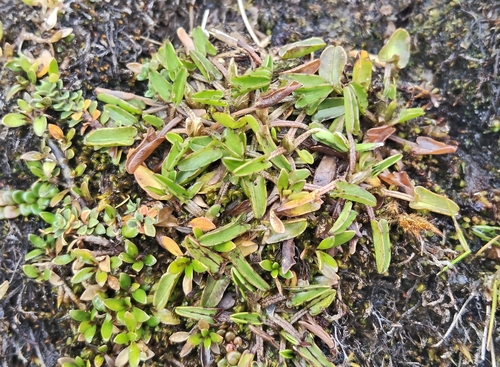 Yellow Caltha (Caltha novae)