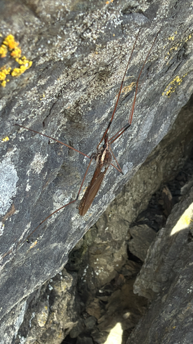 Unknown species found near Kortum Trail, Bodega Bay, CA, US