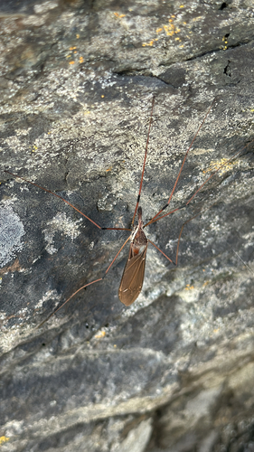 Unknown species found near Kortum Trail, Bodega Bay, CA, US