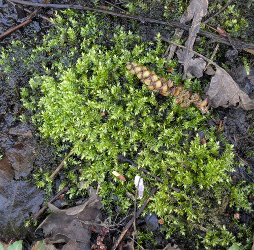 Oxyrrhynchium speciosum, 2026-03-17