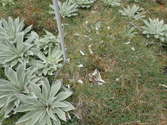 Pleurophyllum hookeri