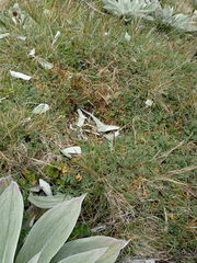 Pleurophyllum hookeri