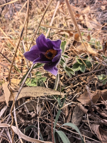 Pulsatilla chinensis