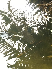 Channa aurolineata