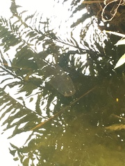 Channa aurolineata