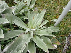 Pleurophyllum hookeri