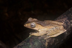 Polypedates otilophus