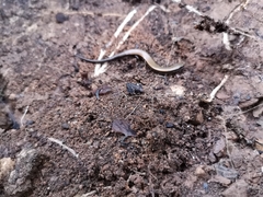 Ablepharus anatolicus