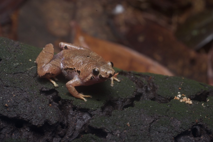 Bornean Chorus Frog