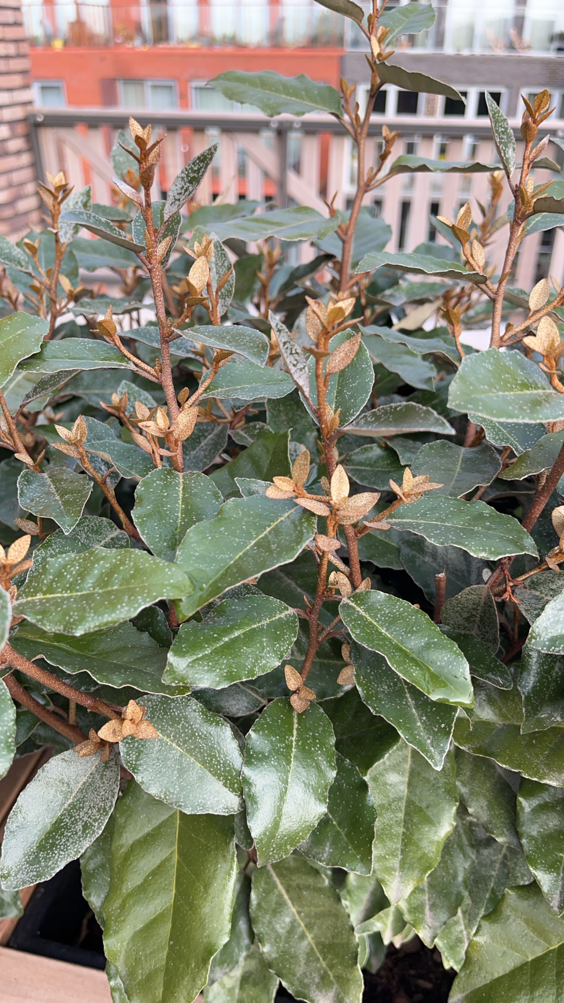 Olivillo de otoño
