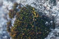 Orthotrichum strangulatum