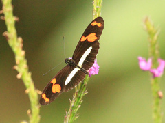 Heliconius telesiphe