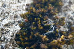 Orthotrichum strangulatum