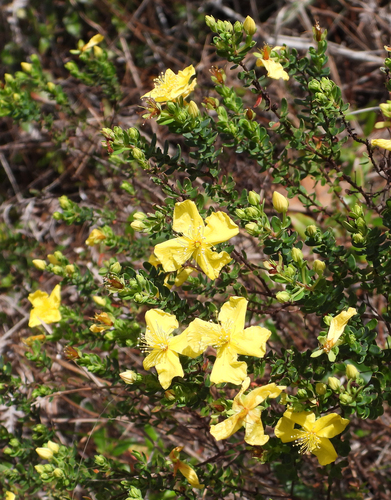 Flatwoods St. Johnswort (Hypericum microsepalum)