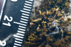 Orthotrichum strangulatum