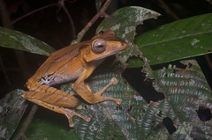 Polypedates otilophus