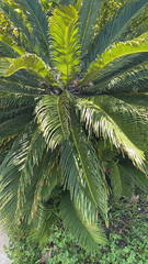 Cycas revoluta