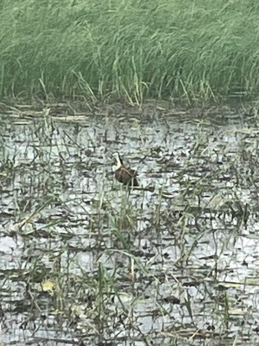 iNaturalist: (c) Thomas Howland, some rights reserved (CC BY-NC), uploaded by Thomas Howland iNaturalist image