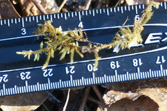 Sciuro-hypnum reflexum