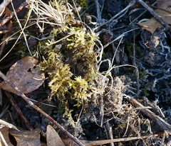 Sciuro-hypnum reflexum