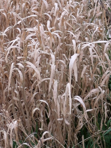 reed canary grass (Phalaris arundinacea)