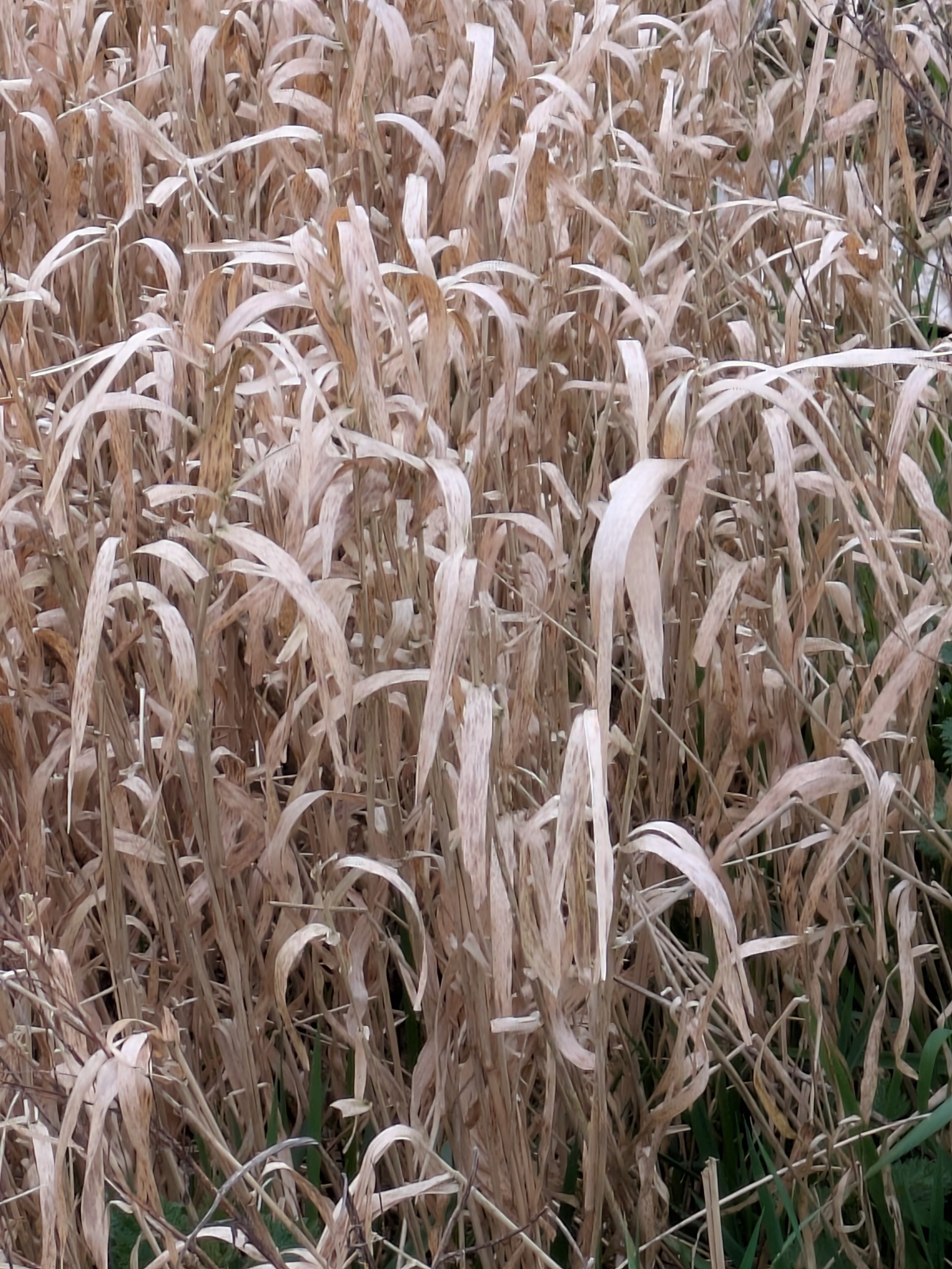 Reed Canary Grass (Phalaris arundinacea)