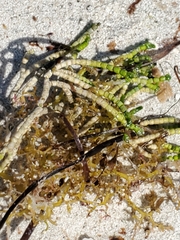 Halimedaceae