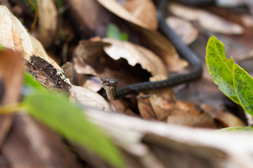 Seychelles Wolf Snake
