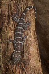 Cyrtodactylus consobrinus