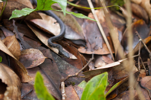 Seychelles Wolf Snake