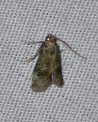 Cacotherapia flexilinealis