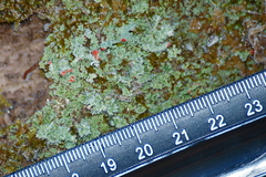 Cladonia didyma