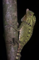 Gonocephalus doriae
