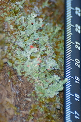 Cladonia didyma