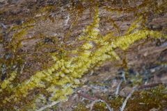 Drummondia prorepens