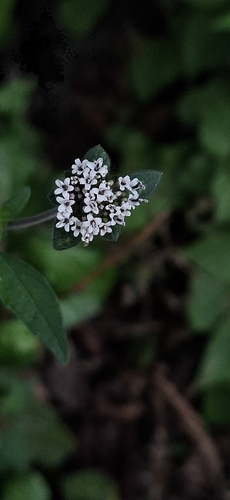 Lagascea mollis observed 2026-03-20