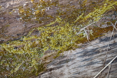 Drummondia prorepens