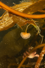 Sycozoa gaimardi