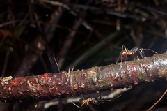 Dinomyrmex gigas borneensis