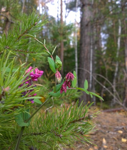 Pisiform grass-pea (Lathyrus pisiformis)
