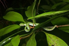 Tropidolaemus subannulatus