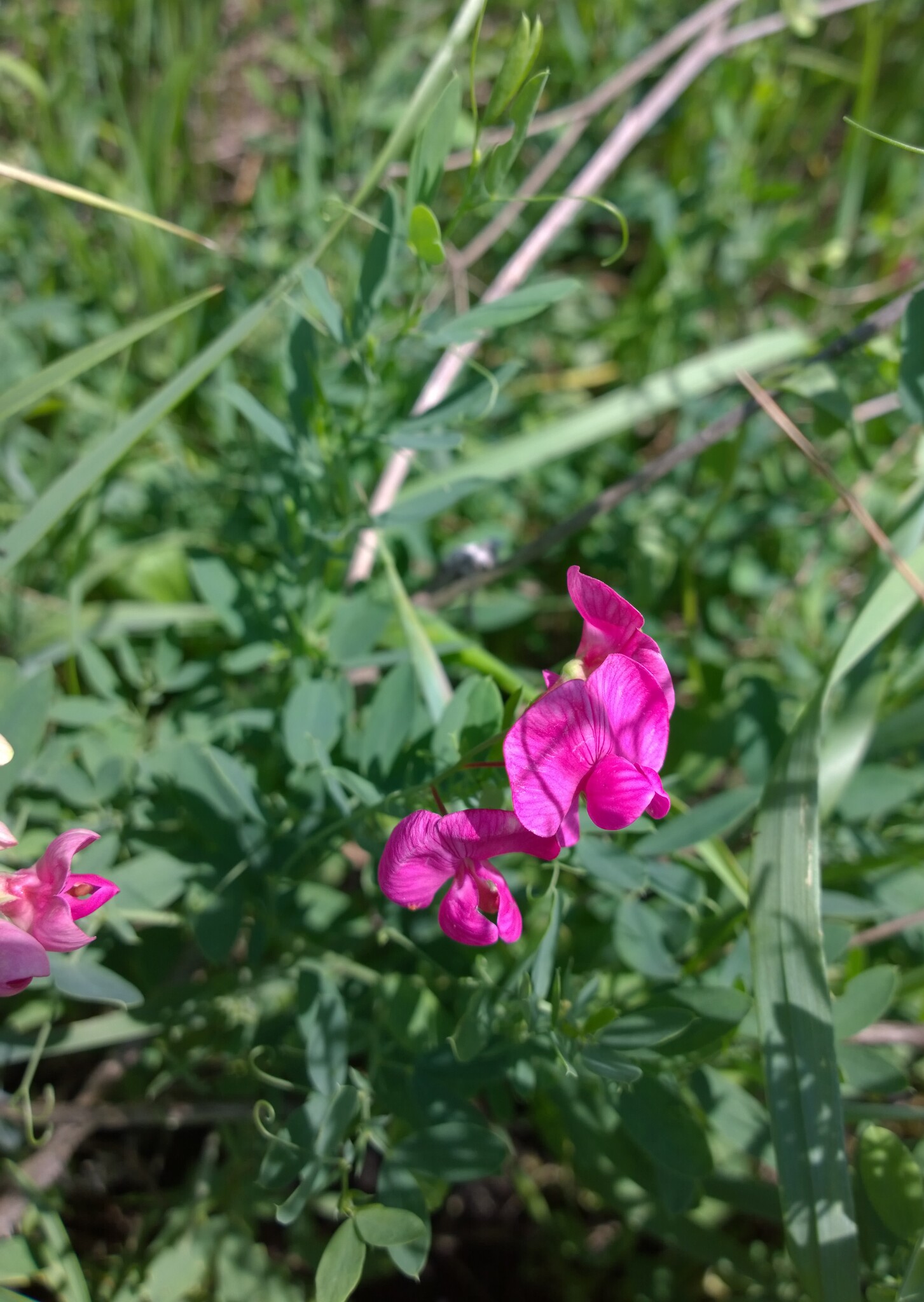 Earth-Chestnut (Lathyrus tuberosus)
