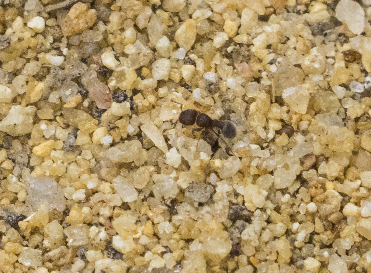 Tetramorium kheperra