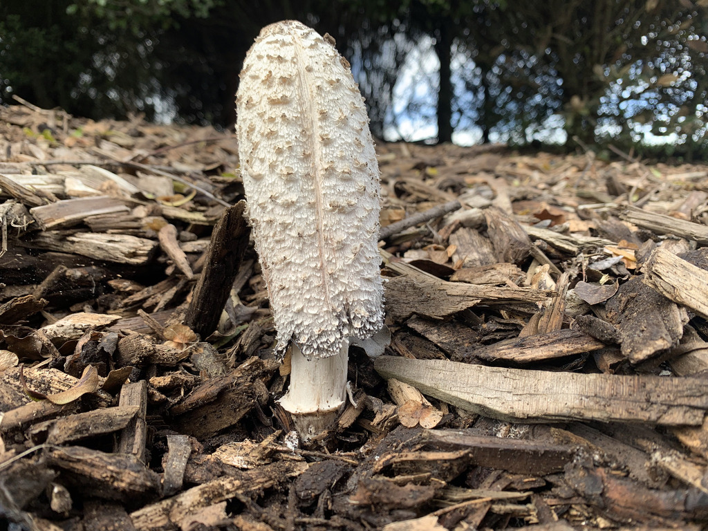 Coprinus comatus · March 2026 · photo: © fuligogirl (iNaturalist, cc-by)