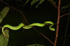 Tropidolaemus subannulatus